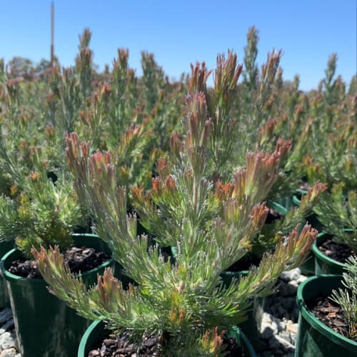 Bronze Glow Woolly Bush Adenanthos sericeus Bronze Glow Nativ by